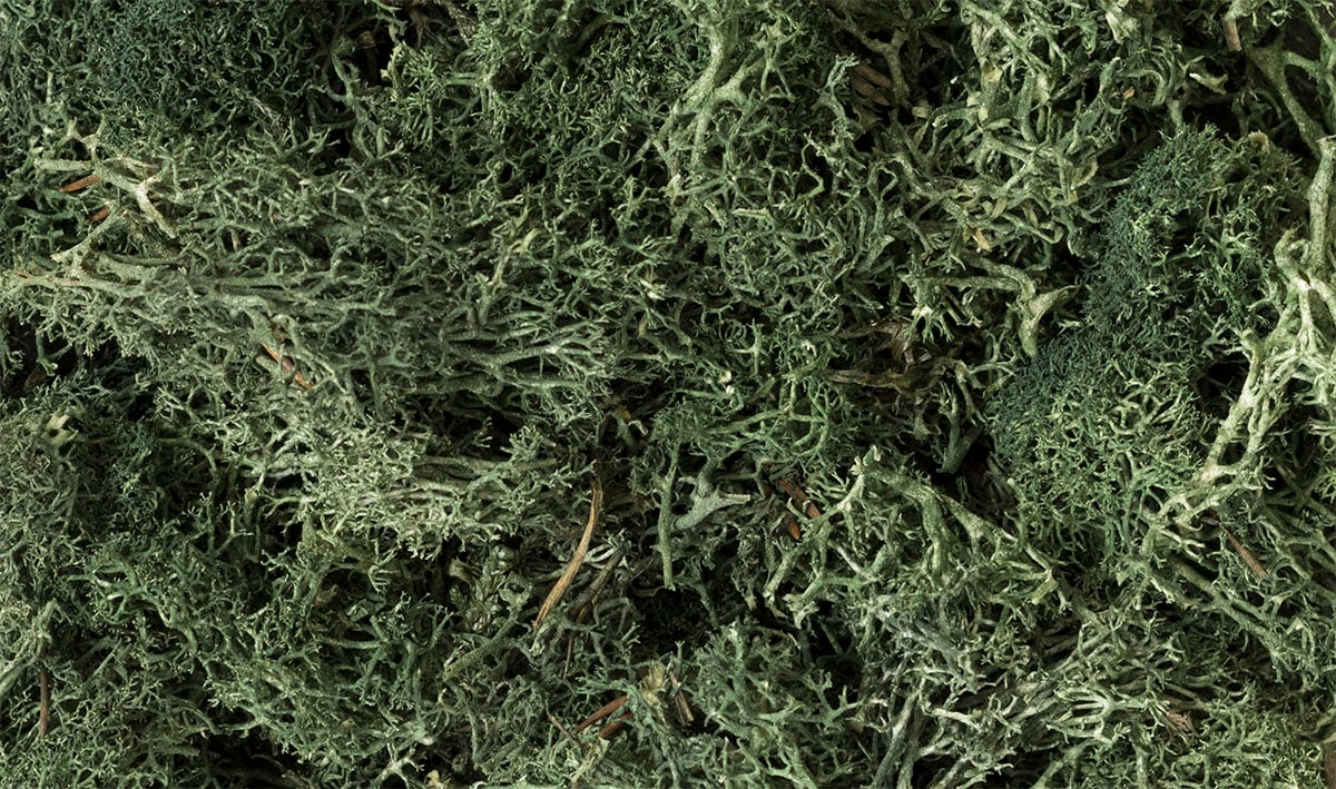Dark Green Lichen L164