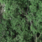 Dark Green Fine Leaf Foliage F1130